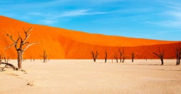 Das faszinierende Namibia: Dünen und Baums