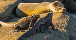 Amazonas und Inselhüpfen auf Galapagos
