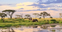 Serengeti, Ngorongoro und Tarangire