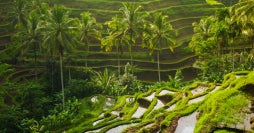 Heiliges Bali & Tropische Harmonie