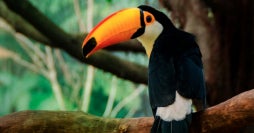 Costa Rica, das komplette Erlebnis