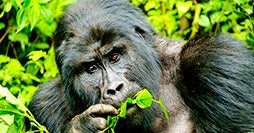 Highlights Ugandas: Land der Primaten
