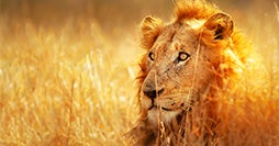 Die wilde Seite Afrikas
